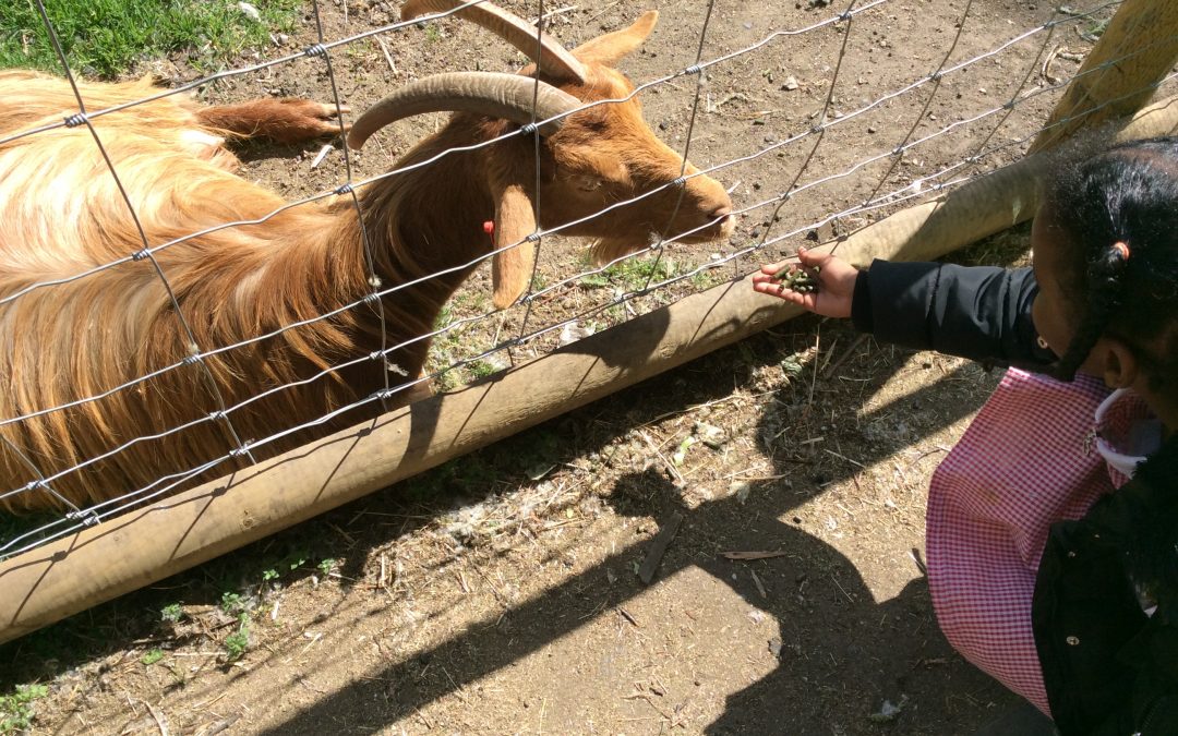 Year 1 visit the farm!