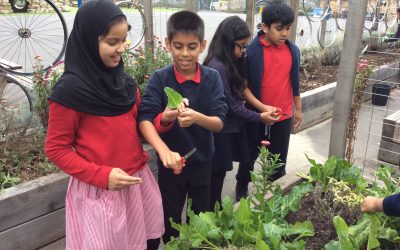 Kahlo class learn to harvest in the Edible Garden.