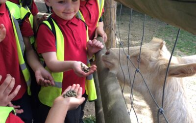 Our Adventure to Mudchute Farm by O’Keeffe Class