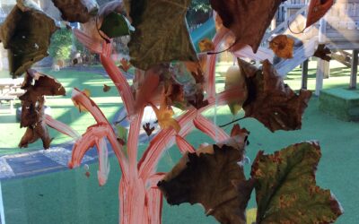 Hamilton class has had a busy Autumn!