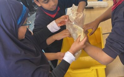 Year 4 Science- Teeth and the Digestive System