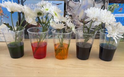 Year 3 Science- Plants and the Edible Garden
