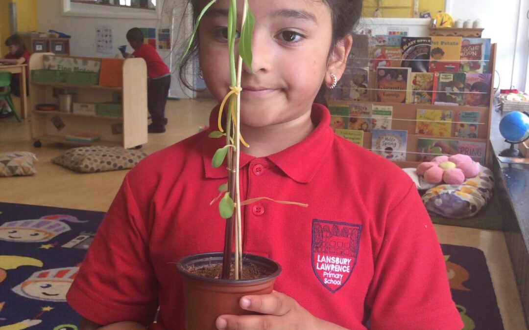 Tiny seeds, Big discoveries!