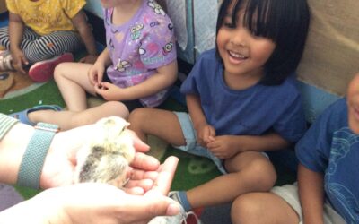 Egg-citing news: Meeting Carle classes’ chick