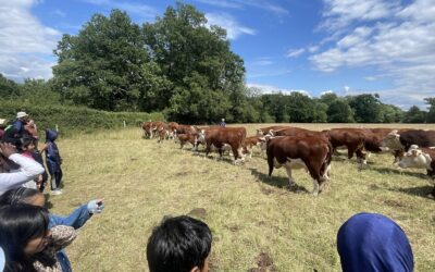 Y5 Residential- 1st Stop, Romshed Farm